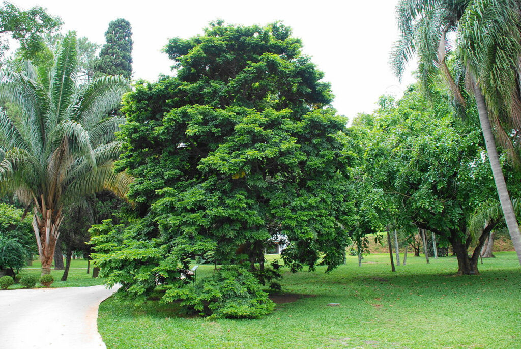 Bois de Pernambouc (Caesalpinia echinata), un arbre originaire du Brésil. ©botanico de Sao paulo, Arboretum