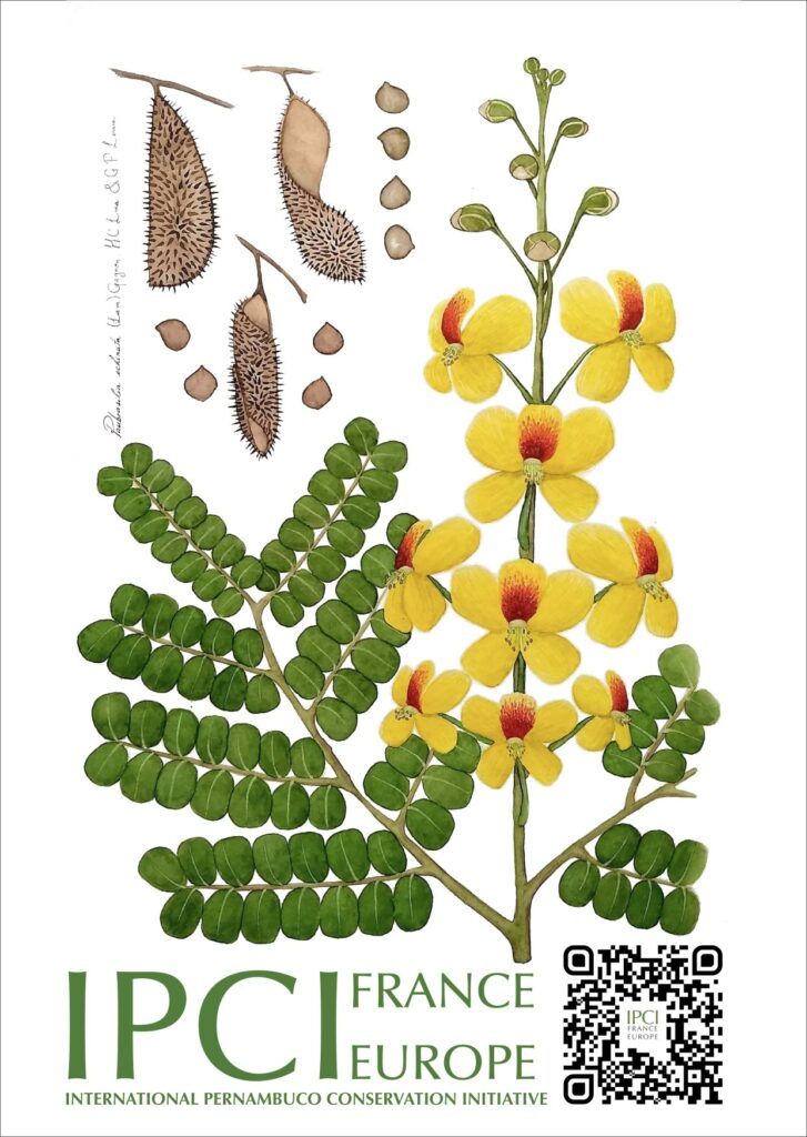 Illustration botanique du pernambouc (Paubrasilia echinata), représentant ses feuilles, ses fleurs jaunes, ses fruits et ses graines. IPCI France-Europe, International