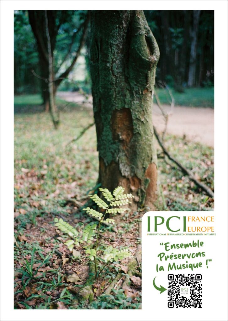 Jeune plant de pernambouc (Paubrasilia echinata) au pied d’un arbre adulte, dans son environnement forestier. IPCI France-Europe, International Pernambuco Conservation